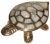 Шкатулка Черепаха 1 (перламутр)