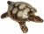 Шкатулка Черепаха морская